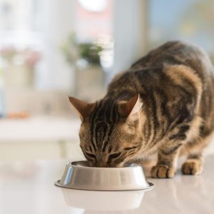 Makanan Kucing Buatan Sendiri