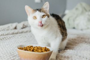 Nutrisi yang harus ada dalam makanan kucing