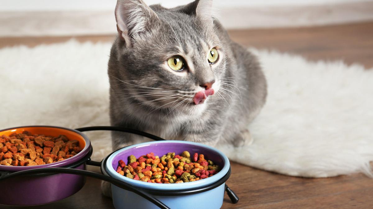 Manfaat Probiotik pada Makanan Kucing untuk Pencernaan