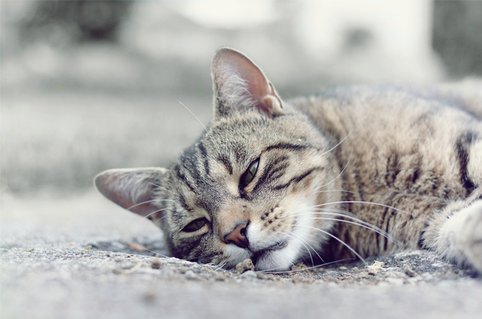 Virus Calici pada Kucing: Gejala, Pengobatan, dan Pencegahan