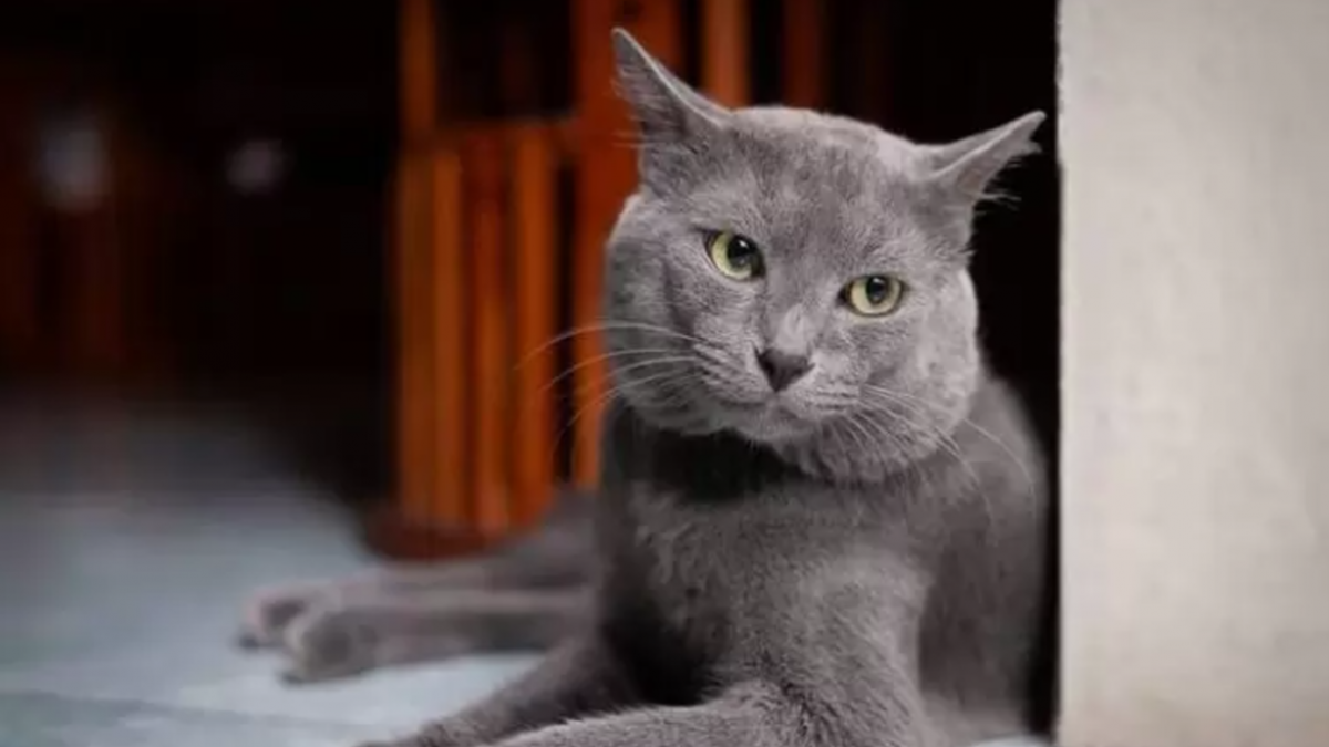 Mengenal Kucing Ras Asli Indonesia yang Diakui Dunia