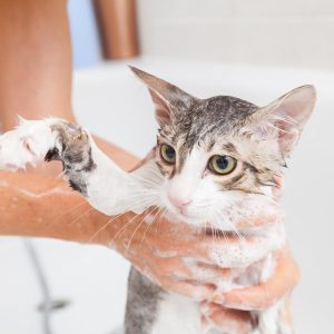 Jangan Memdandikan Kucing dengan Shampoo Manusia