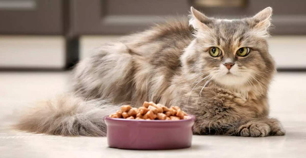 Apakah Kucing Baik-Baik Saja Makan Makanan Kering?