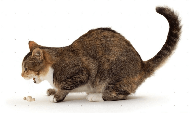 Ciri-ciri Kucing Keracunan