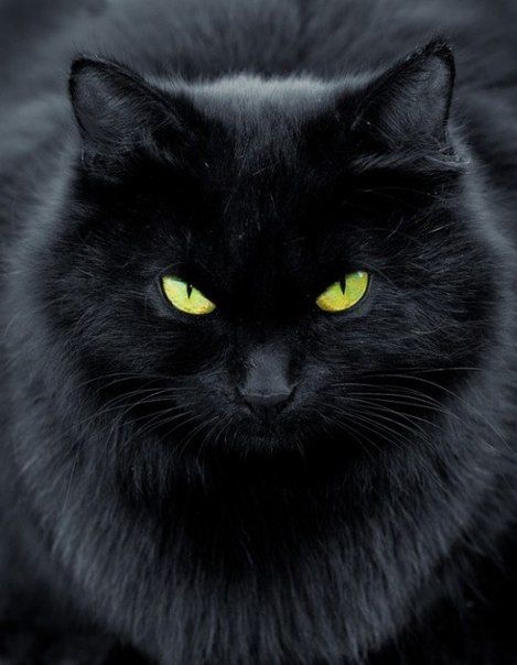 Mitos Kucing Mengeong di Malam Hari: Fakta atau Khayalan?