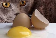 Manfaat Kuning Telur untuk Kucing
