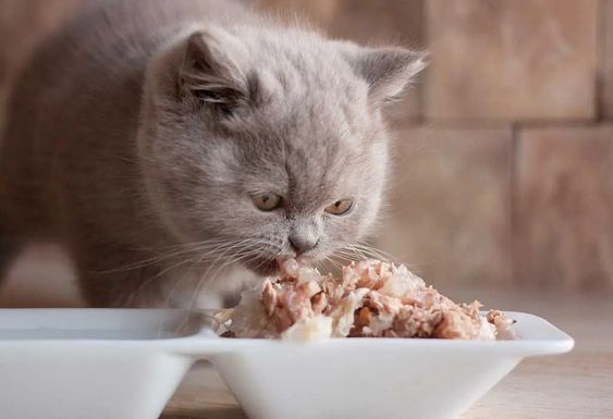 Cara Membuat Makanan Sehat untuk Kucing