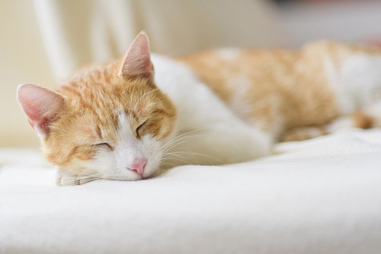 Pemberian Obat Cacing Kucing untuk Perawatan