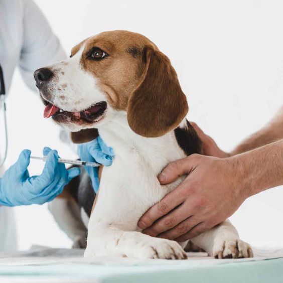 Penyakit Umum pada Anjing: Gejala dan Pengobatannya