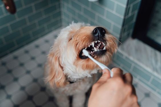 Tips dan Solusi Mengatasi Masalah Bau Mulut pada Anjing