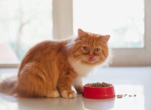 Tips Mudah Cara Mengatasi Masalah Makan Kucing