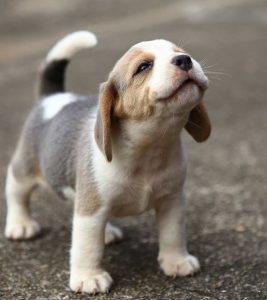 Penyebab, Gejala, dan Cara Mengatasi Alergi pada Anjing