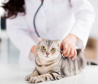 Cara Merawat Pasca Steril Kucing: Sembuh Cepat dan Aman