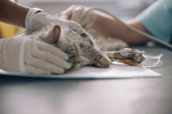 Virus Panleu Kucing: Penyebab, Gejala, dan Pengobatan