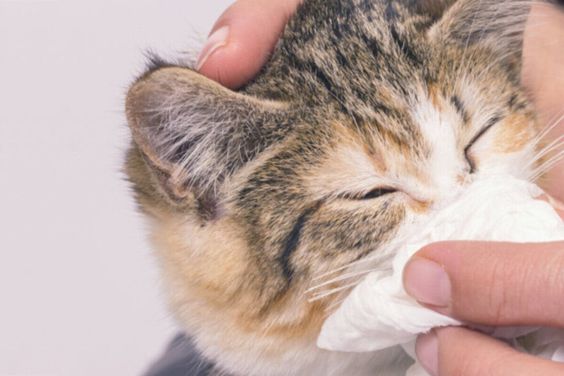 Kenali Gejala dan Penanganan Flu pada Kucing