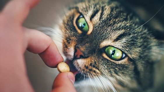 Bahaya Paracetamol bagi Kucing, Ini yang Harus Anda Ketahui