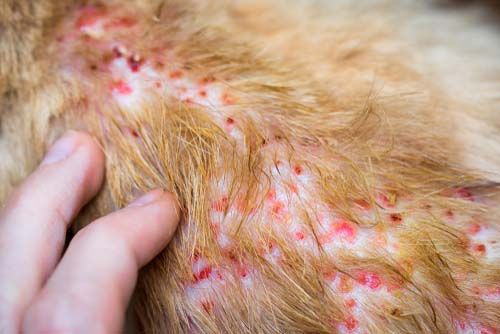 Dermatitis Atopik pada Kucing: Penyebab, Gejala, dan Pengobatan