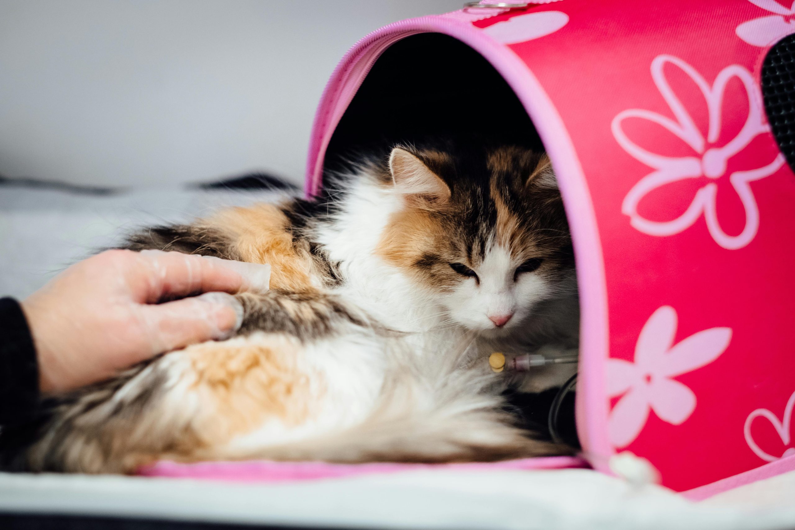 Virus Panleukopenia pada Kucing: Gejala, Penyebab, dan Pengobatan