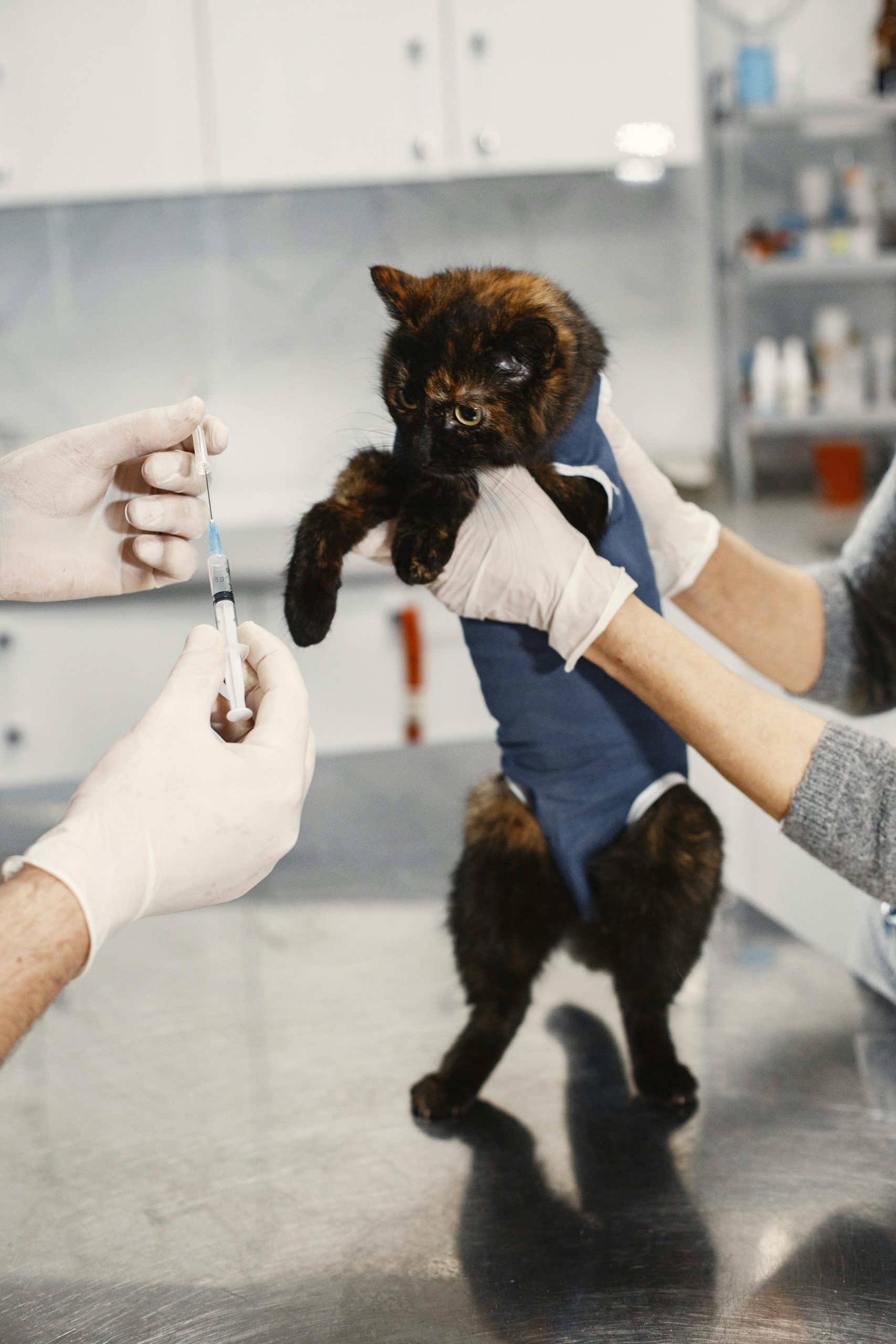 Vaksin untuk Kucing: Jenis, Jadwal, dan Harga